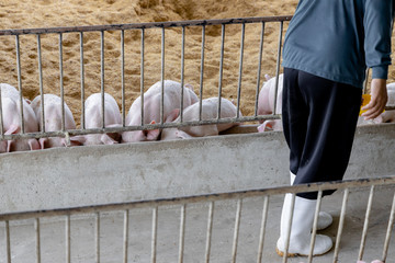 Cropped image of farmer feeding pig in organic rural farm agricultural. Livestock industry