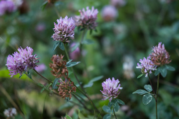 Fleurs et nature de montagne en été