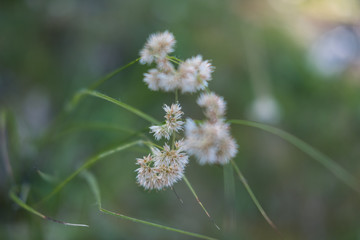 Fleurs et nature de montagne en été