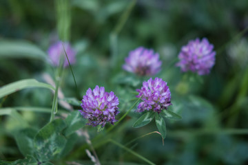 Fleurs et nature de montagne en été