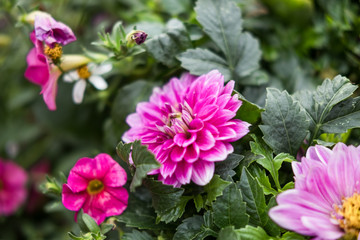 Fleurs et nature de montagne en été