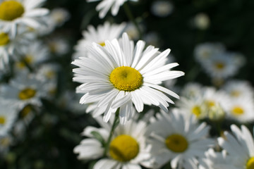 White garden chamomile in garden close up with selective focus