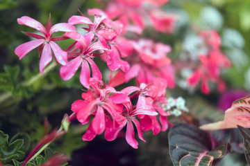 Fleurs et nature de montagne en été