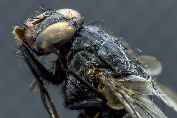 Housefly - Musca domestica close-up macro view while flying in smoke on head eyes and body with outstretched wings in the air on dark background.