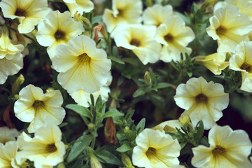 Fleurs et nature de montagne en été