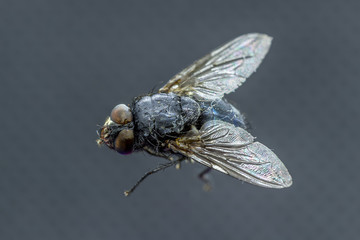 Housefly - Musca domestica close-up macro view while flying in smoke on head eyes and body with outstretched wings in the air on dark background.