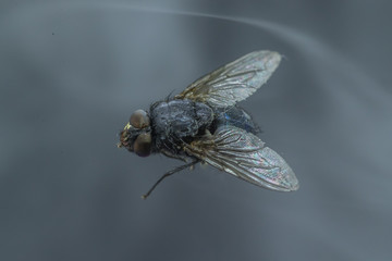 Housefly - Musca domestica close-up macro view while flying in smoke on head eyes and body with outstretched wings in the air on dark background.