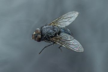 Housefly - Musca domestica close-up macro view while flying in smoke on head eyes and body with...