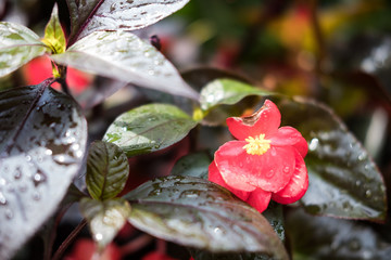 Fleurs et nature de montagne en été