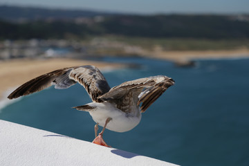 Seagull startings its flight above Nazaré, Portugal