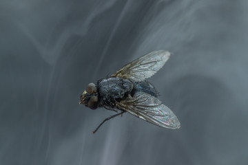 Housefly - Musca domestica close-up macro view while flying in smoke on head eyes and body with outstretched wings in the air on dark background.