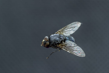 Housefly - Musca domestica close-up macro view while flying in smoke on head eyes and body with outstretched wings in the air on dark background.