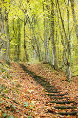 Old steps on a hillside in autumn colored forest.