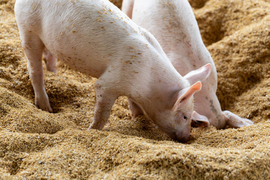 Happiness pigs playing together in organic rural farm agricultural. Livestock industry