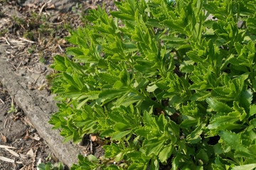 Hylotelephium verticillatum, Sedum spectabile, showy stonecrop, ice plant or butterfly stonecrop