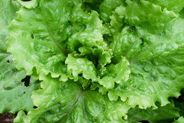 Fresh lush eco lettuce leaves background closeup
