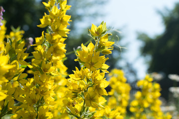 Yellow bells flowers of Lysimachia punctata in summer garden