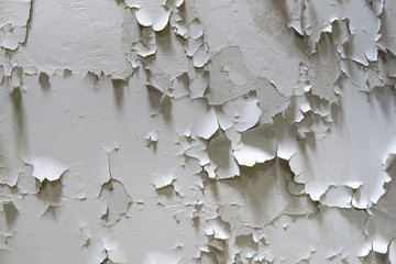 white cracked paint on the wall. Old painted wall. Grungy cracked white wall paint peeling off. Surface paint on the walls are damaged.