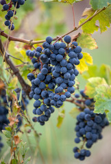 Fototapeta premium Close up of red merlot grapes in vineyard. St Emilion, Gironde, Aquitaine. France