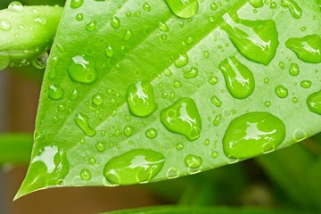 Detail of rain water drops on green leaf