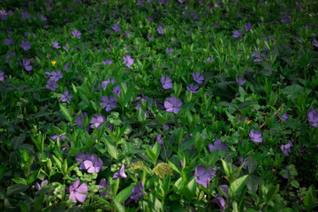 Fototapeta premium Blue botanical periwinkle plant or vinca minor close up