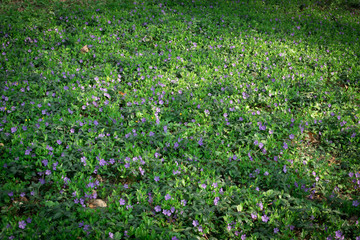 Blue botanical periwinkle plant or vinca minor close up