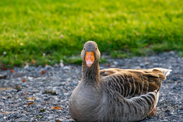 Vögel in der Natur