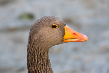Vögel in der Natur