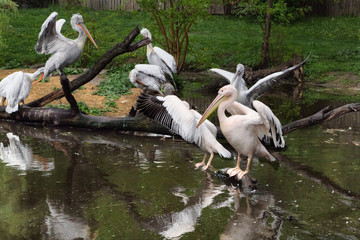 A group of pelicans on water. White pelican and rosy pelican  on branches in the lake.