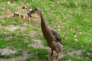 Vögel in der Natur