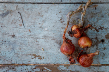 fresh onions on wooden blue table background