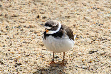 Vögel in der Natur