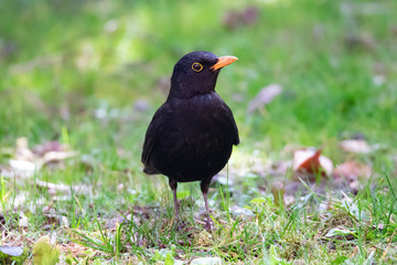 Vögel in der Natur