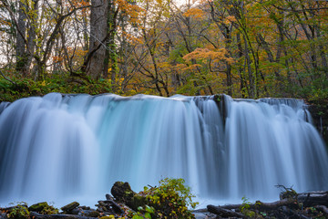Choshi Otaki Falls ( Oirase Stream ) in sunny day, beautiful fall foliage scene autumn colors. Forest, flowing river, fallen leaves, mossy rocks in Towada Hachimantai National Park, Aomori, Japan