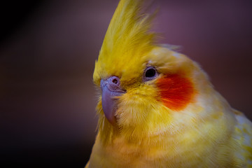 Vögel in der Natur