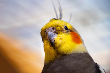 Vögel in der Natur © JohnStevenKonstantin