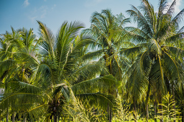 Obraz premium beautiful palm trees with a magnificent crown on a background of blue sky, vacation concept. Palm grove on the island. Coastal lawn under a palm tree. Wallpaper palm trees with large green leaves.