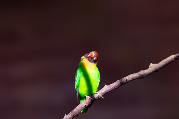 Vogel in der Natur