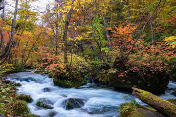 Oirase Stream in sunny day, beautiful fall foliage scene in autumn colors. Flowing river, fallen leaves, mossy rocks in Towada Hachimantai National Park, Aomori, Japan. Famous and popular destinations