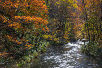 Oirase Stream in sunny day, beautiful fall foliage scene in autumn colors. Flowing river, fallen leaves, mossy rocks in Towada Hachimantai National Park, Aomori, Japan. Famous and popular destinations