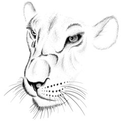 The Vector logo young lioness for tattoo or T-shirt  print design or outwear.  Hunting style lions background.