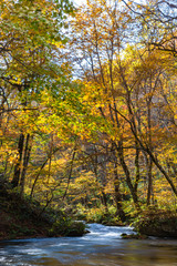 Oirase Stream in sunny day, beautiful fall foliage scene in autumn colors. Flowing river, fallen leaves, mossy rocks in Towada Hachimantai National Park, Aomori, Japan. Famous and popular destinations