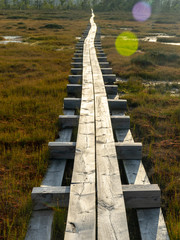 Obraz premium wooden footbridge marsh, evening sunlight, Nigula bog, Estonia