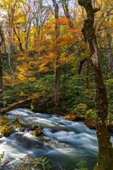 Oirase Stream in sunny day, beautiful fall foliage scene in autumn colors. Flowing river, fallen leaves, mossy rocks in Towada Hachimantai National Park, Aomori, Japan. Famous and popular destinations
