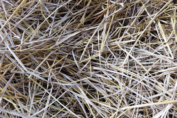 closeup​ straw​ of​ rice​ texture​ background.​ rice​ straw​ background.