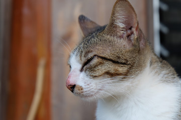 The​ beautiful​ of​ the​ cat​ sleep​ing.​closeup​ cat​ close​ the​ eye.