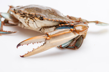 Blue Crab with white background © Svetoslav Radkov