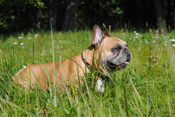 French bulldog on grass