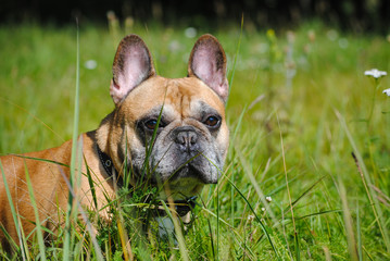 French bulldog on grass