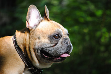 French bulldog on grass